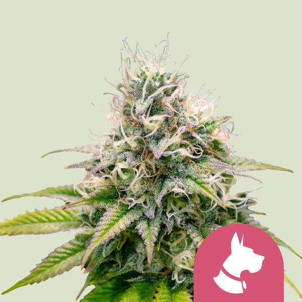 Kali Dog (Royal Queen Seeds) feminizovaná