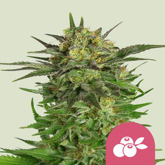 Haze Berry (Royal Queen Seeds) feminizovan&aacute;