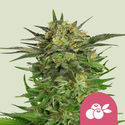 Haze Berry (Royal Queen Seeds) feminizovaná