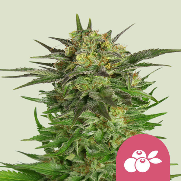Haze Berry (Royal Queen Seeds) feminizovaná