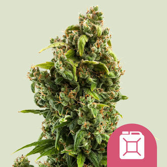 Sour Diesel (Royal Queen Seeds) feminizovan&aacute;