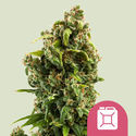 Sour Diesel (Royal Queen Seeds) feminizovaná
