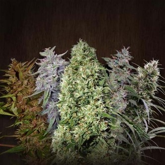ACE Mix (ACE Seeds) feminizovan&aacute;