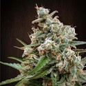 Nepal Jam (ACE Seeds) feminizovaná