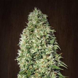 Orient Express (ACE Seeds) feminizovan&aacute;