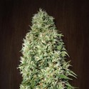 Orient Express (ACE Seeds) feminizovaná