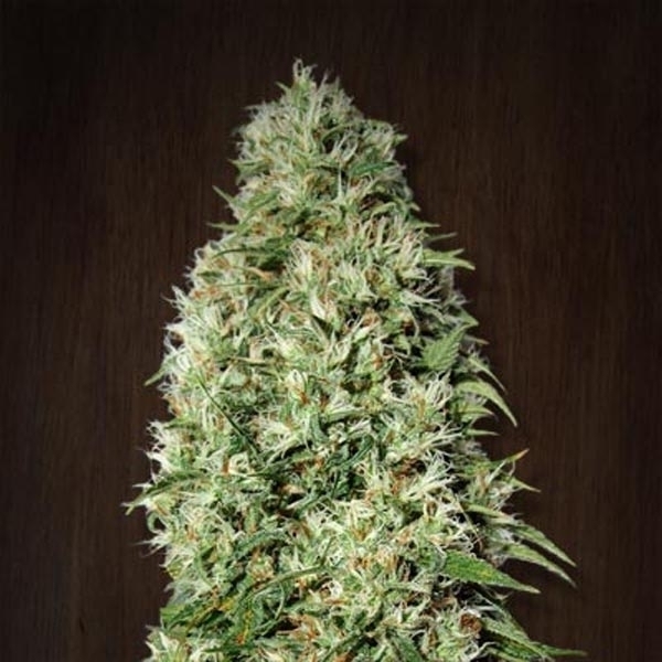 Orient Express (ACE Seeds) feminizovaná