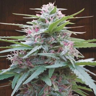 Panama (ACE Seeds) feminizovan&aacute;