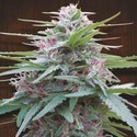 Panama (ACE Seeds) feminizovaná