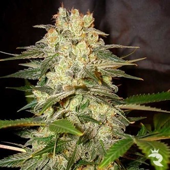 Afghan Kush Ryder Samonakv&eacute;tac&iacute; (World Of Seeds) feminizovan&aacute;