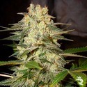 Afghan Kush Ryder Samonakvétací (World Of Seeds) feminizovaná