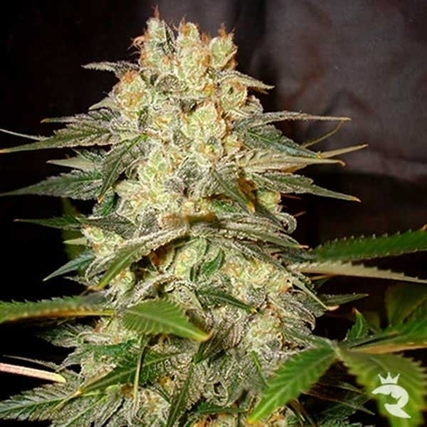 Afghan Kush Ryder Samonakvétací (World Of Seeds) feminizovaná