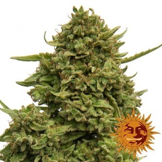 Pineapple Chunk (Barney's Farm) feminizovan&aacute;