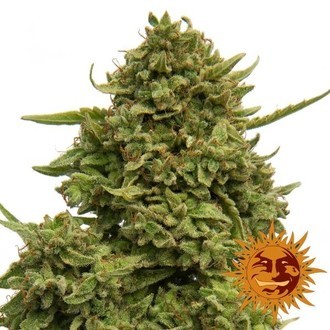 Pineapple Chunk (Barney's Farm) feminizovaná