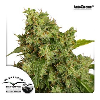 Auto Xtreme (Dutch Passion) feminizovan&aacute;