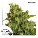 Auto Xtreme (Dutch Passion) feminizovaná