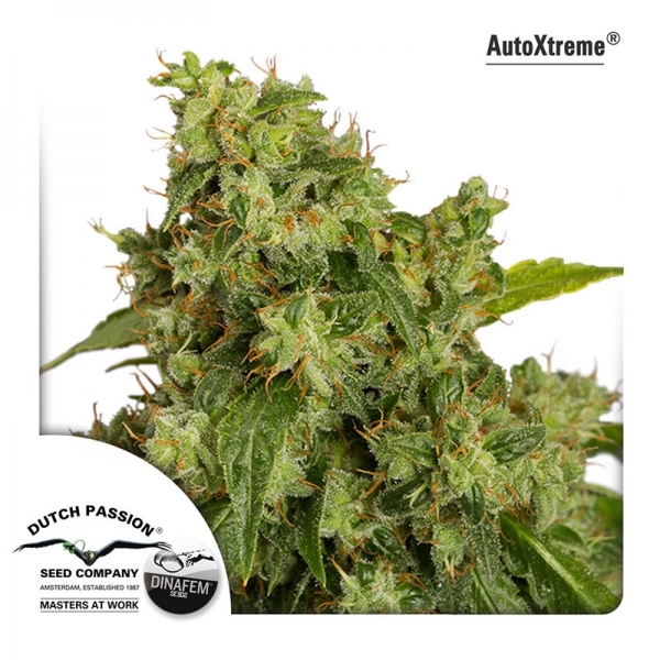 Auto Xtreme (Dutch Passion) feminizovaná