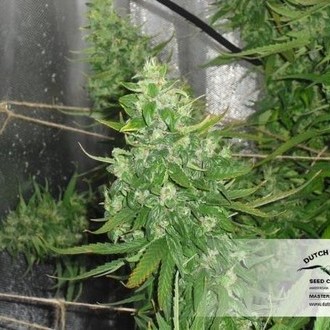 Auto Xtreme (Dutch Passion) feminizovaná