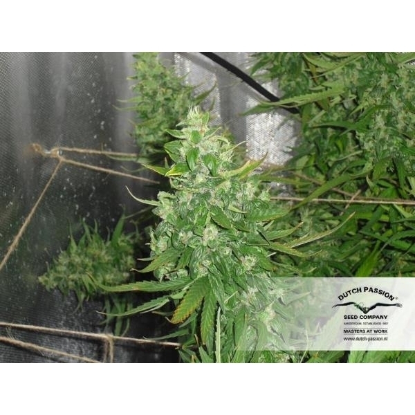 Auto Xtreme (Dutch Passion) feminizovaná