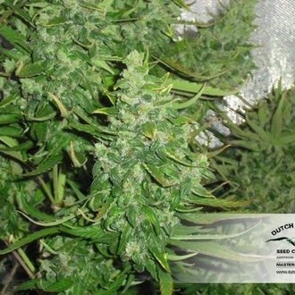 Auto Xtreme (Dutch Passion) feminizovaná