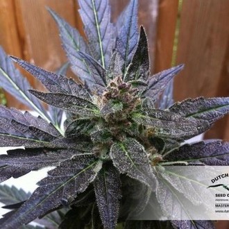 Auto Xtreme (Dutch Passion) feminizovaná
