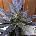 Auto Xtreme (Dutch Passion) feminizovaná
