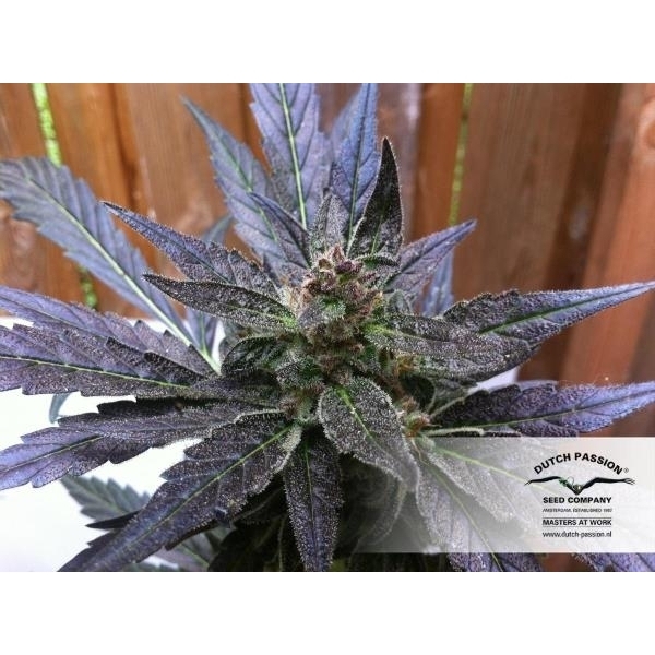 Auto Xtreme (Dutch Passion) feminizovaná