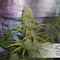 Auto Xtreme (Dutch Passion) feminizovaná