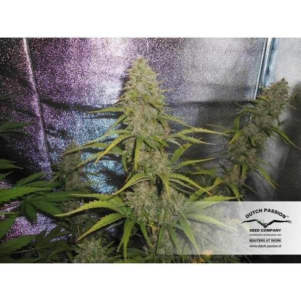 Auto Xtreme (Dutch Passion) feminizovaná