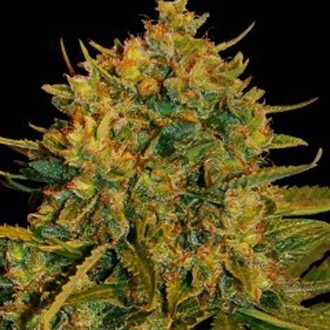 Northern Light x Big Bud Ryder Samonakv&eacute;tac&iacute; (World Of Seeds) feminizovan&aacute;