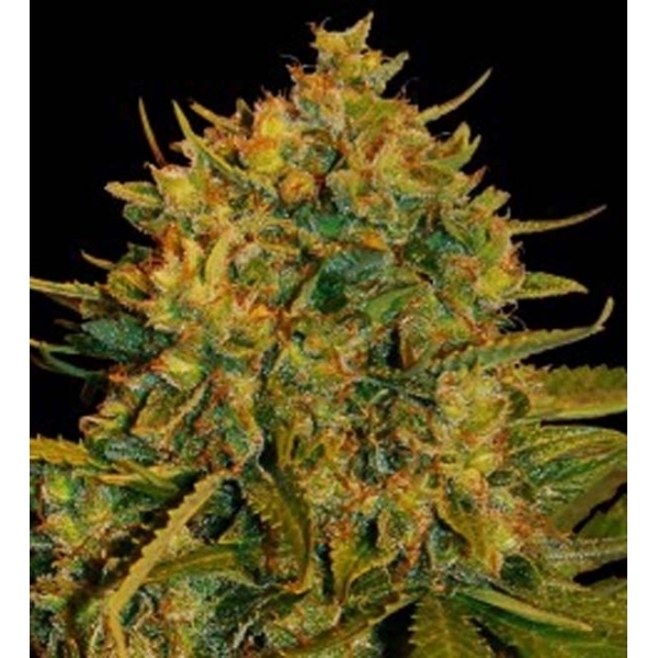 Northern Light x Big Bud Ryder Samonakvétací (World Of Seeds) feminizovaná