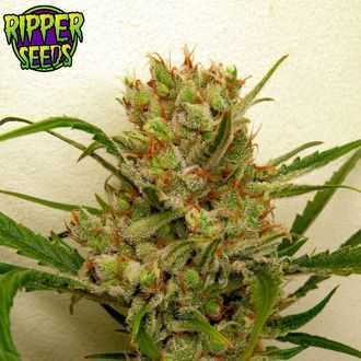 Ripper Haze (Ripper Seeds) feminizovan&aacute;