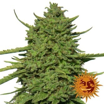 Amnesia Lemon (Barney's Farm) feminizovan&aacute;