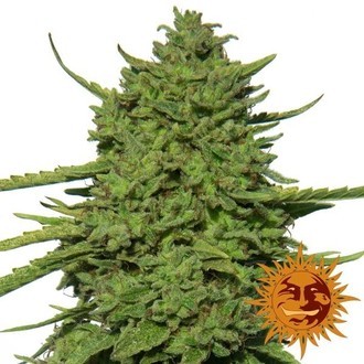 Amnesia Lemon (Barney's Farm) feminizovan&aacute;