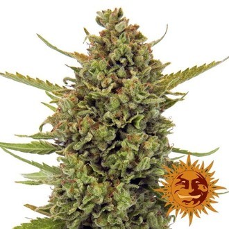 Acapulco Gold (Barney's Farm) feminizovan&aacute;