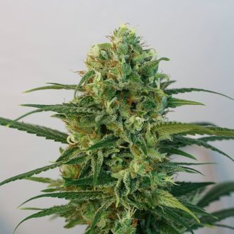 Toxic (Ripper Seeds) feminizovan&aacute;