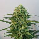 Toxic (Ripper Seeds) feminizovaná