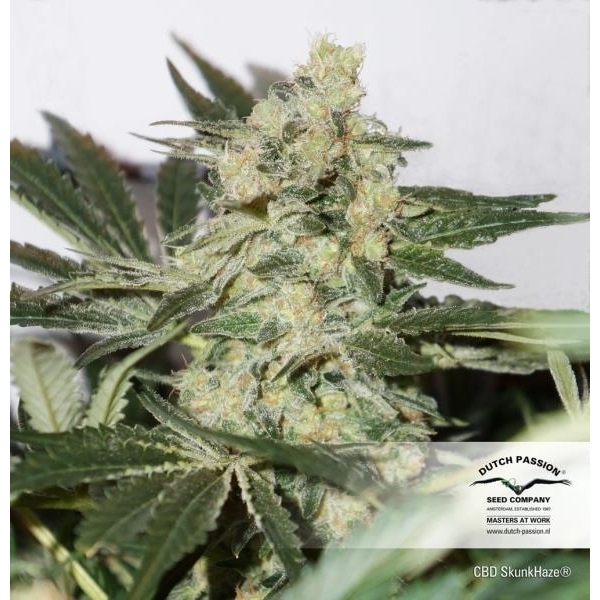 CBD Skunk Haze (Dutch Passion) feminizovaná