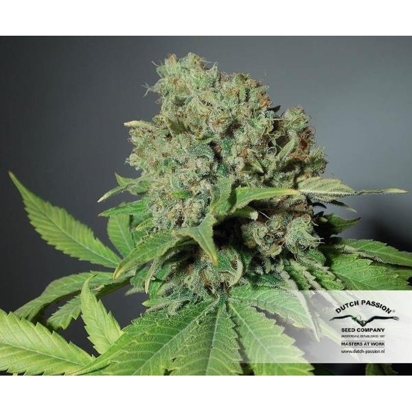 CBD Skunk Haze (Dutch Passion) feminizovaná