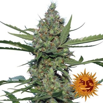 Laughing Buddha (Barney's Farm) feminizovan&aacute;