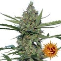 Laughing Buddha (Barney's Farm) feminizovaná
