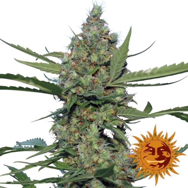 Laughing Buddha (Barney's Farm) feminizovaná