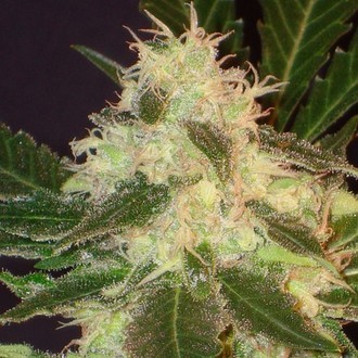Widow (CBD Seeds) feminizovan&aacute;