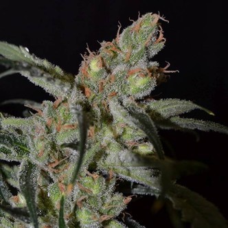 Shark (CBD Seeds) feminizovan&aacute;