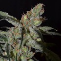 Shark (CBD Seeds) feminizovaná
