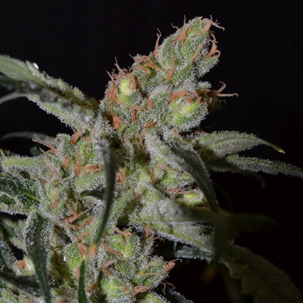 Shark (CBD Seeds) feminizovaná