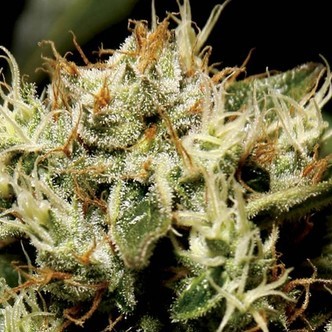 Yumbolt (CBD Seeds) feminizovan&aacute;