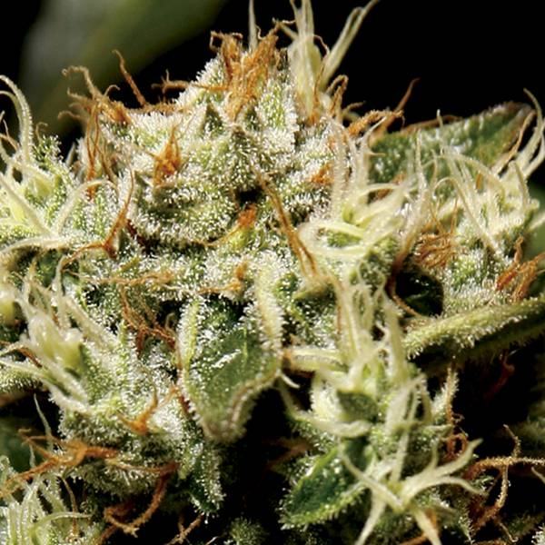 Yumbolt (CBD Seeds) feminizovaná