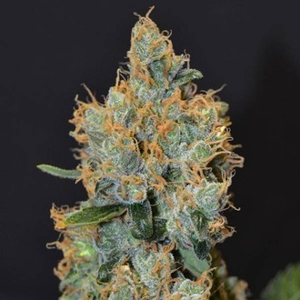 Levandule (CBD Seeds) feminizovan&aacute;