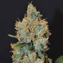 Levandule (CBD Seeds) feminizovaná